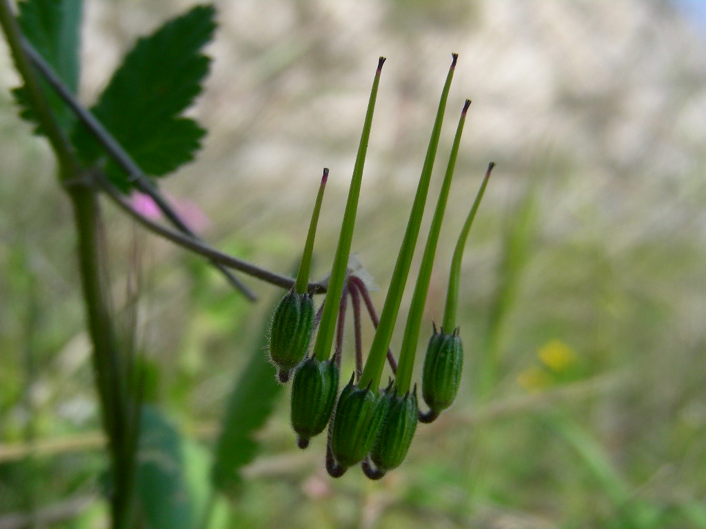 Erodium malacoides / Becco di gr malvaceo